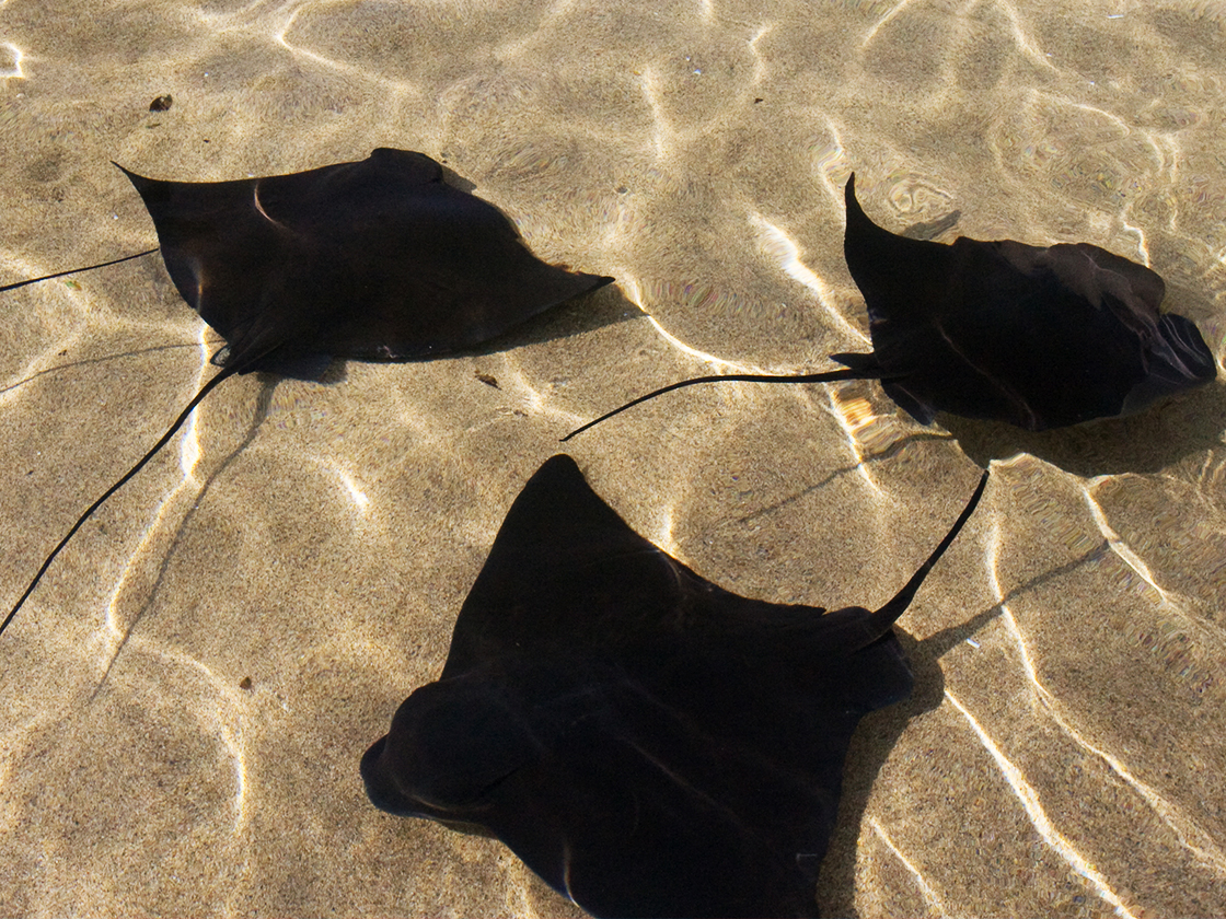 Rays in touchpool