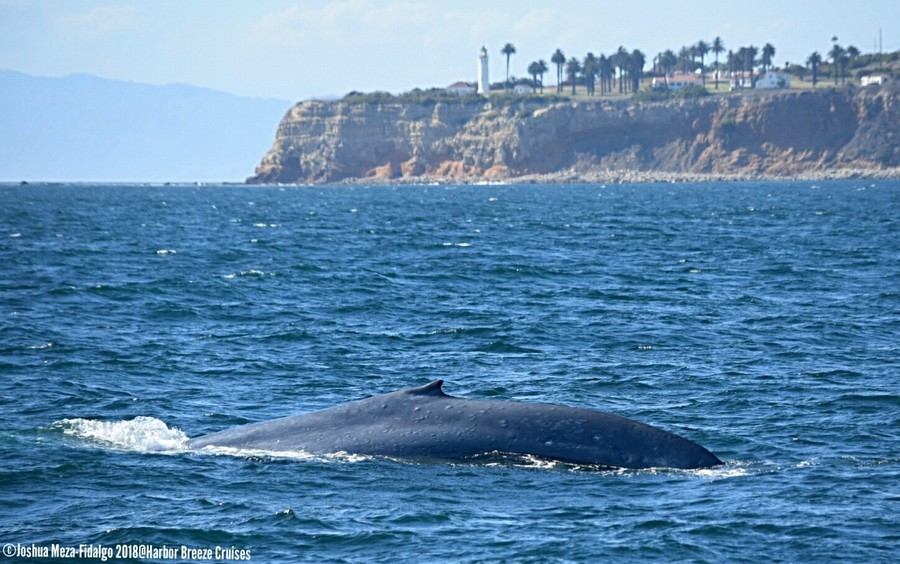 Blue whale with Pt. Vicente in the background