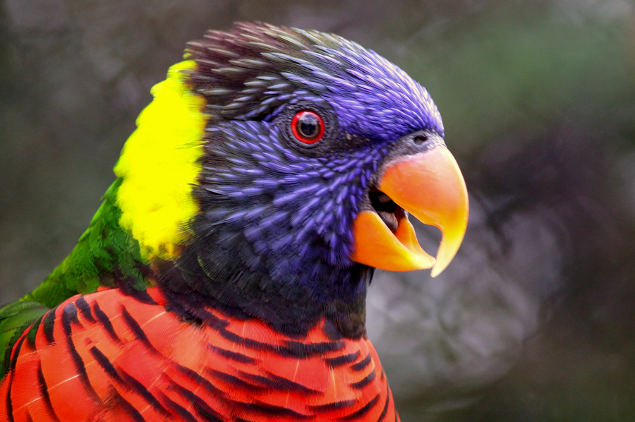 Lorikeet profile with open beak