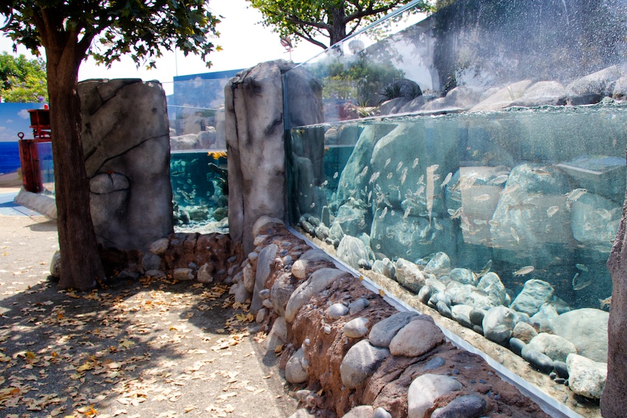 Steelhead Exhibit tanks