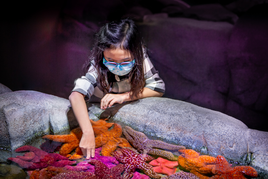 Girl at Northern Touch Lab discovering sea stars