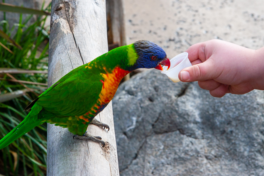 Lorikeet being fed nectar