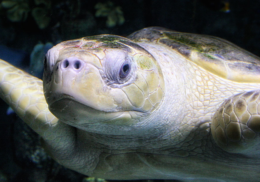 face of sea turtle