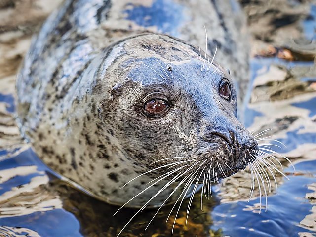 Ellie the harbor seal on surface of the water