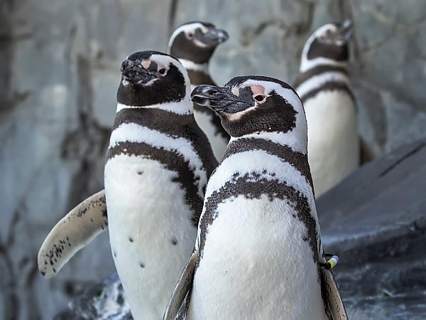 Waddle of penguins on the rocky beach