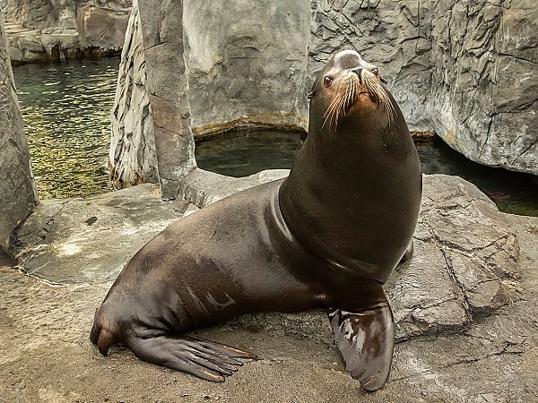 Sea lion on rocks