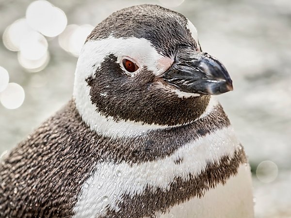 magellanic penguin in front of water looking at camera
