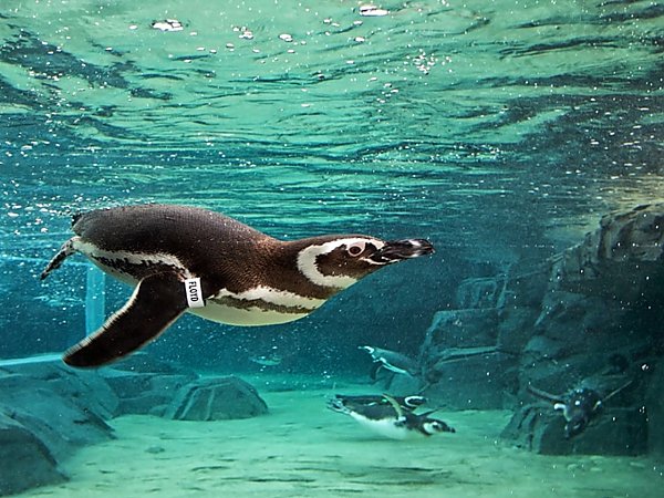 penguin diving underwater