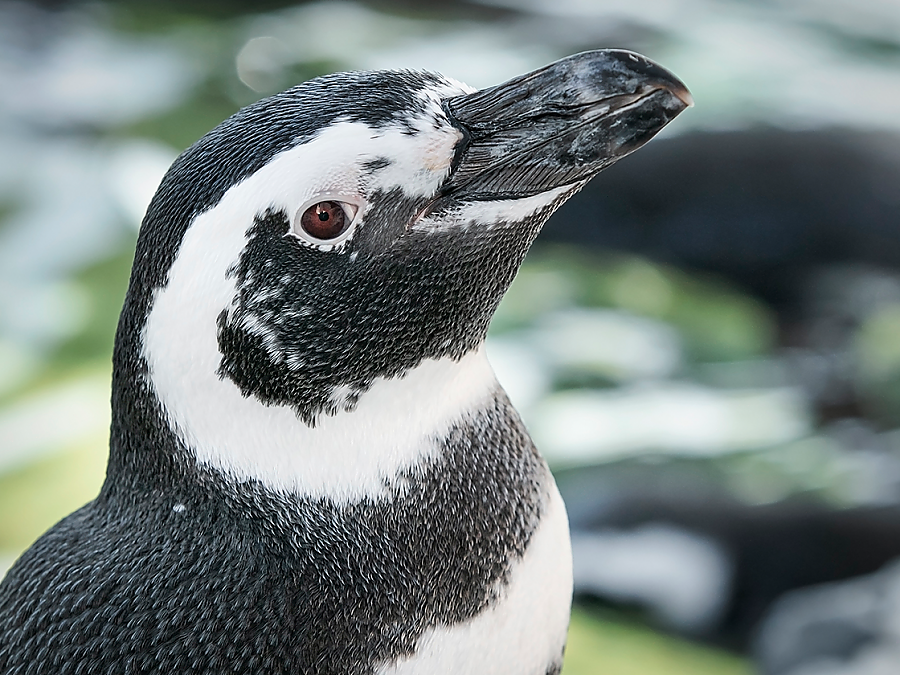 penguin gatz headshot