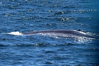Blue whale left dorsal side and fin
