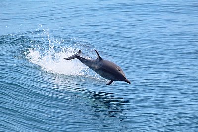 Bottlenose dolphin leaping in the air