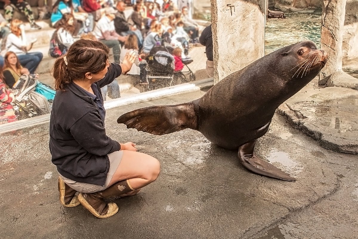 Trainer and sea lion