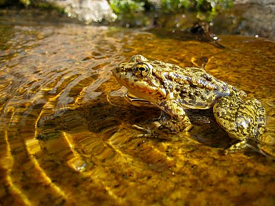 Closeup of adult mountain yellow-legged frog in pond - thumbnail