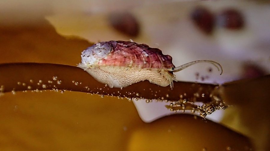 small abalone on a kelp