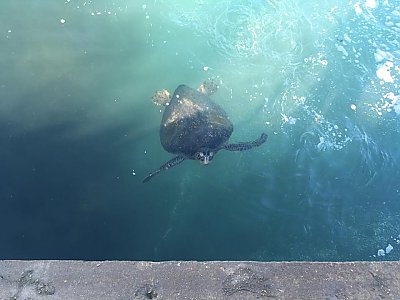 Sea turtle in the water