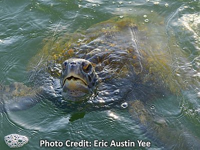 Sea turtle with head coming out of the water