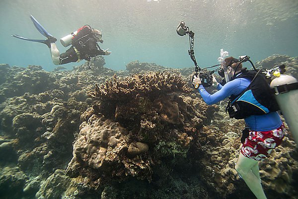 Scuba diver photographing coral