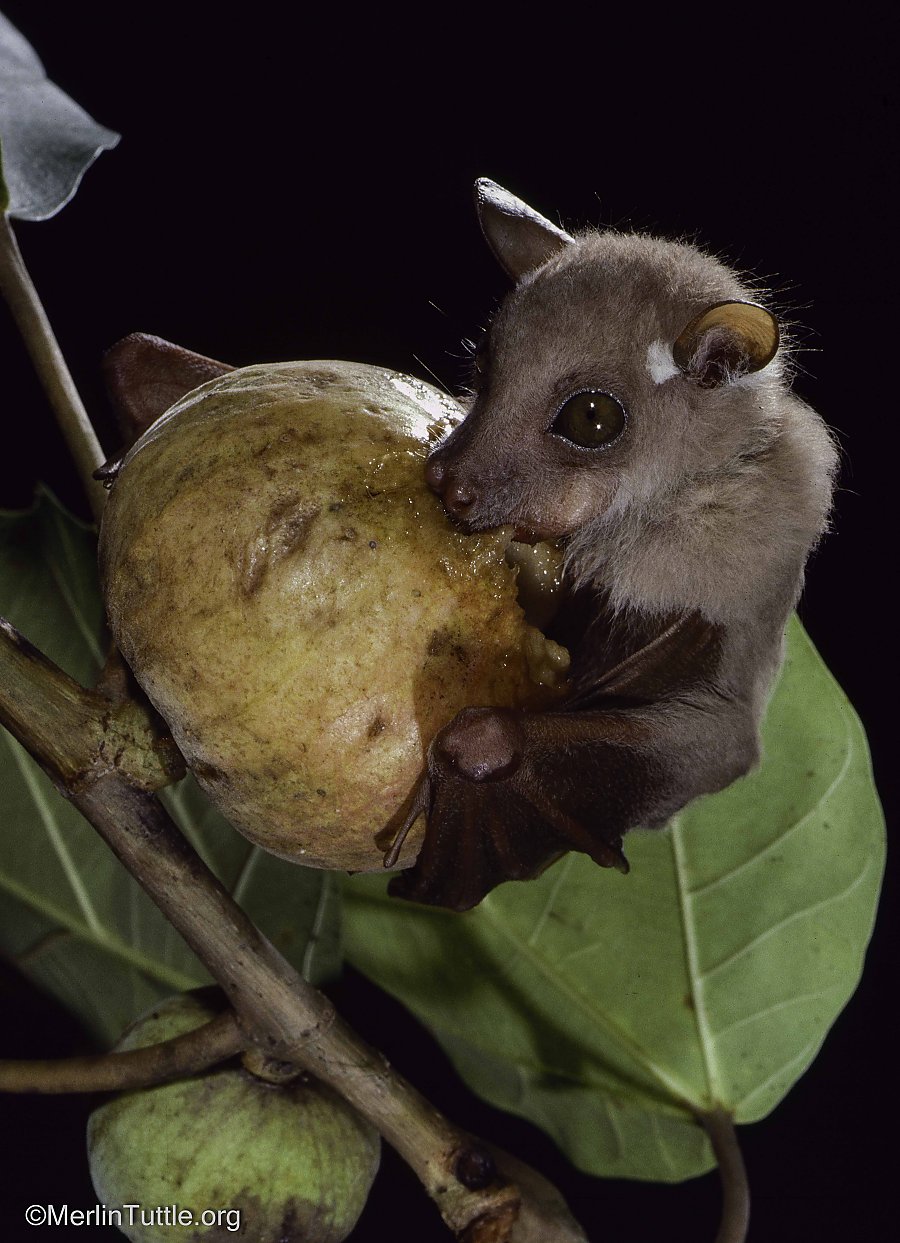 bat eats and holds onto a fruit in a tree