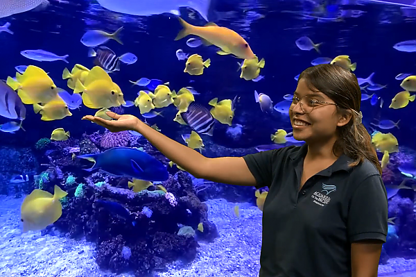 Educator motions towards a school of tropical fish behind her
