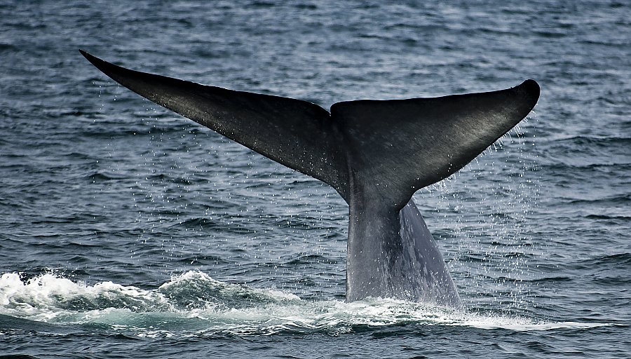 blue whale fluke