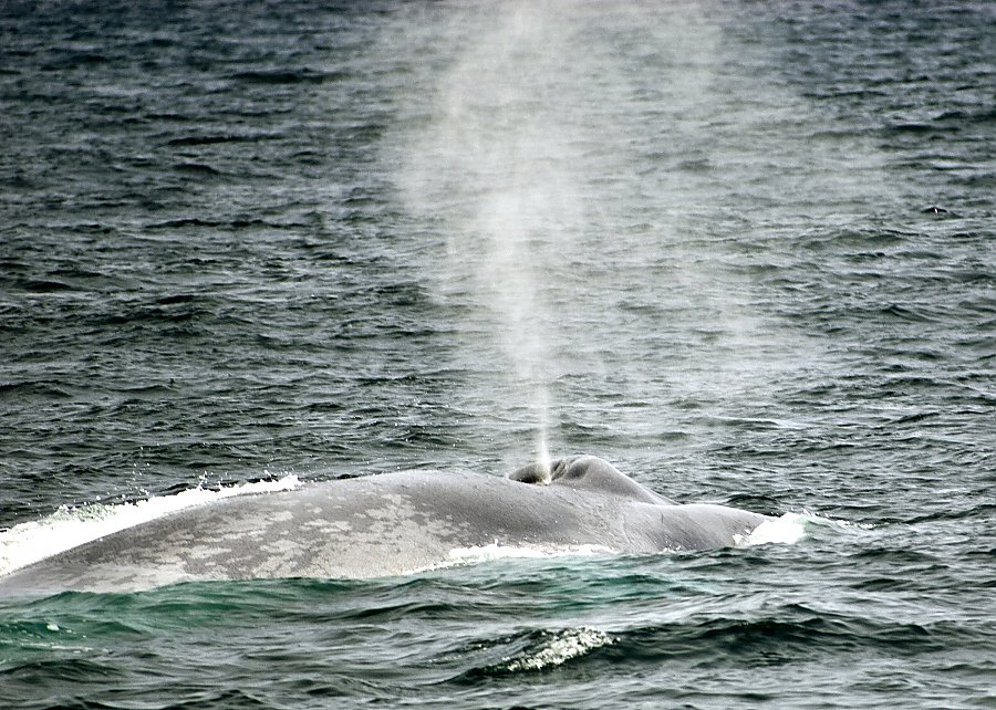 blue whale spouting