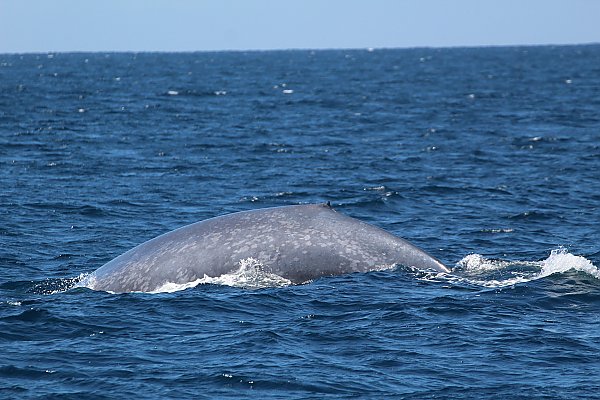 blue whale dorsal as seen out on the ocean