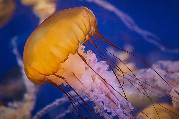 /images/events/Sea_nettle_Robin_Riggs.jpg{title}{/calendar:mainimageEV}