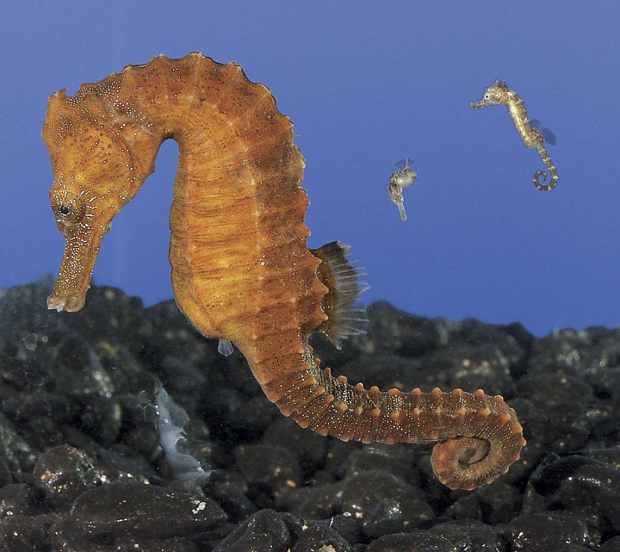 Seahorse swimming with blue background