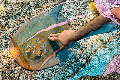 Touch pool with hand touching spotted ray - thumbnail