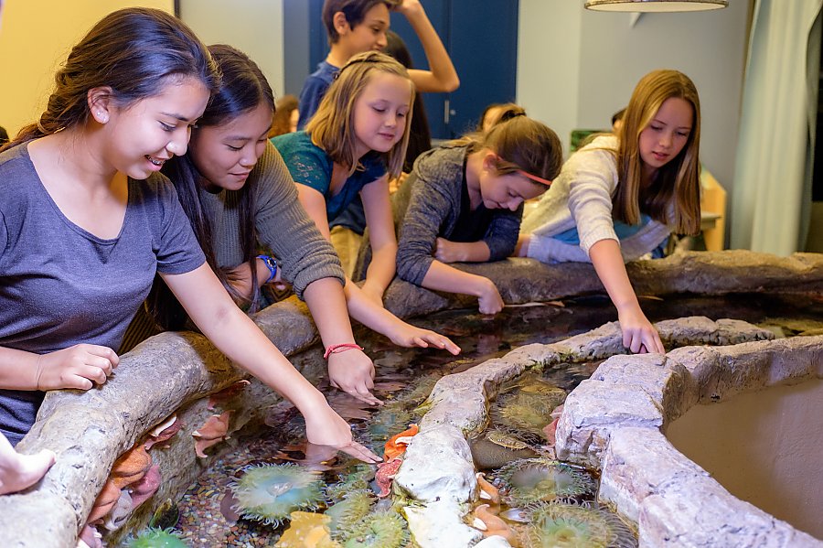 Group of young students gently touch animals in a touch pool with two fingers