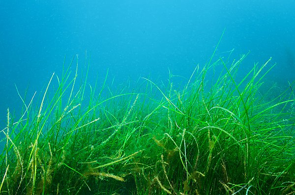 /images/events/seagrass-bed.jpeg{title}{/calendar:mainimageEV}