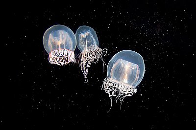 Three small bell jellies against dark background - thumbnail