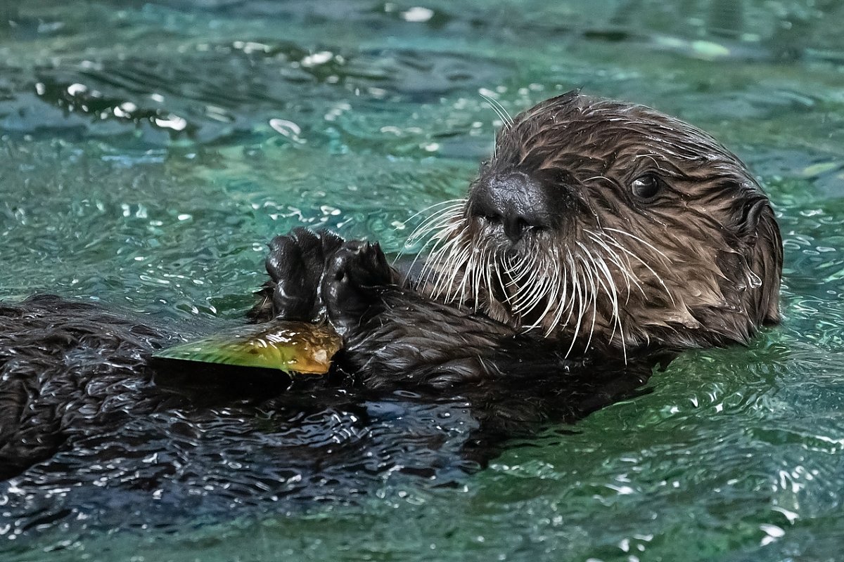 Sea otter pup swimming on its back looking at the camera
