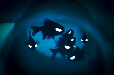 Flashlight fish - thumbnail