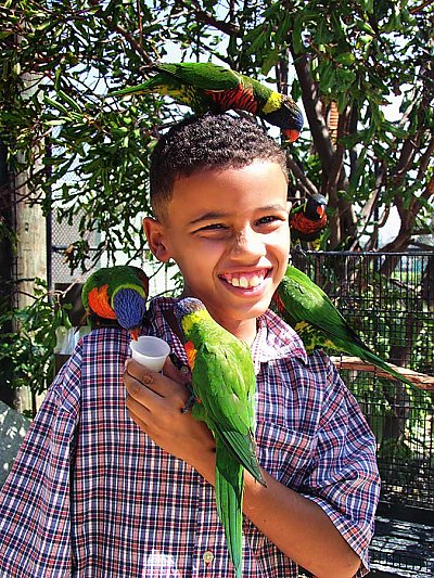 child with many lorikeets on him - thumbnail