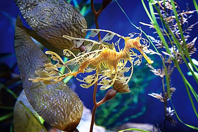 leafy sea dragon - thumbnail