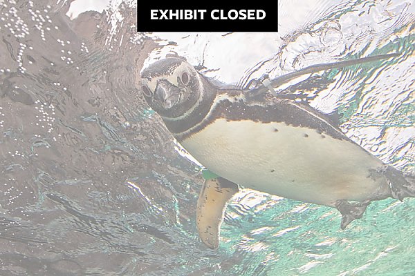 Exhibit Closed - Penguin swimming on top of the water