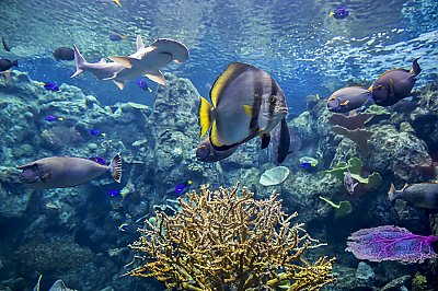 Bonnethead and fish in tropical reef - thumbnail
