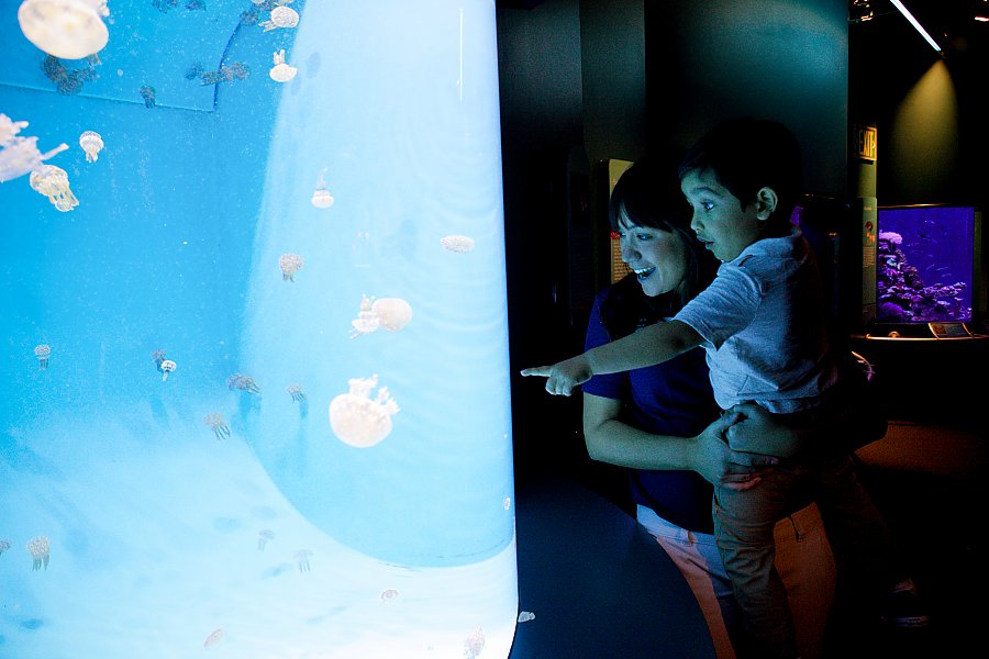 woman and child amazed by spotted lagoon jellies