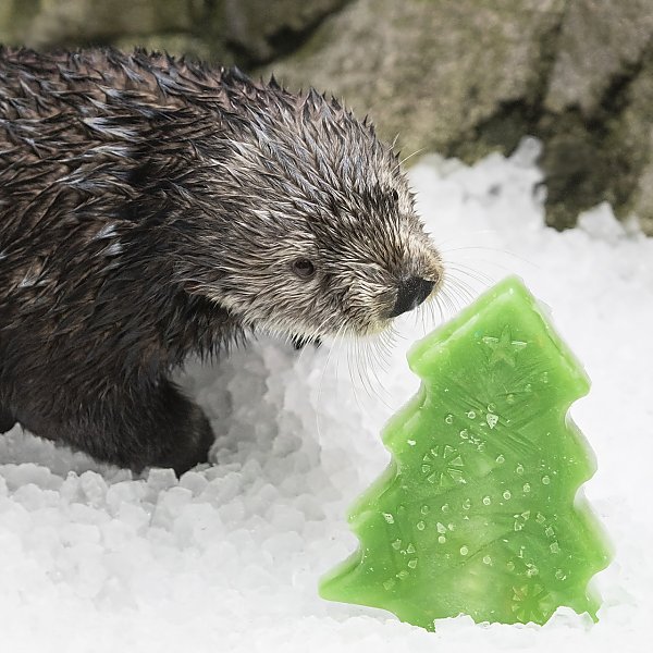 Millie the otter inspects an icy holiday treat shaped like a tree
