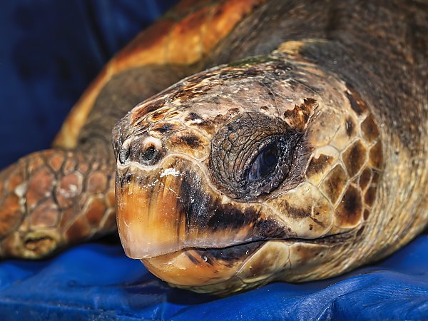 close up of a loggerhead sea turtle