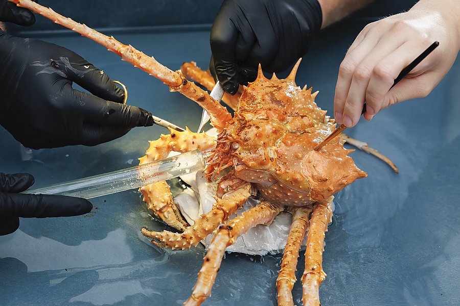 Four hands holding tools surrounding a crab