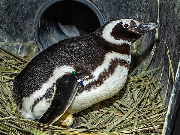 Penguin sitting on egg in a nest