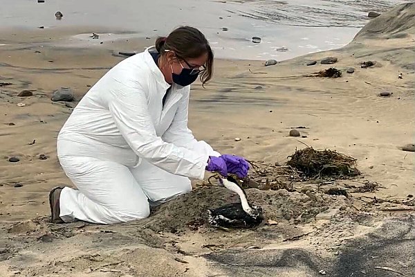 Aviculturist picks up an oiled grebe on an oil-contaminated beach