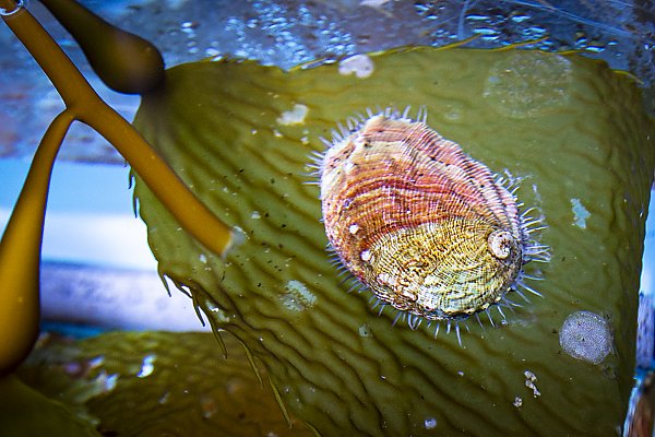 White abalone on kelp