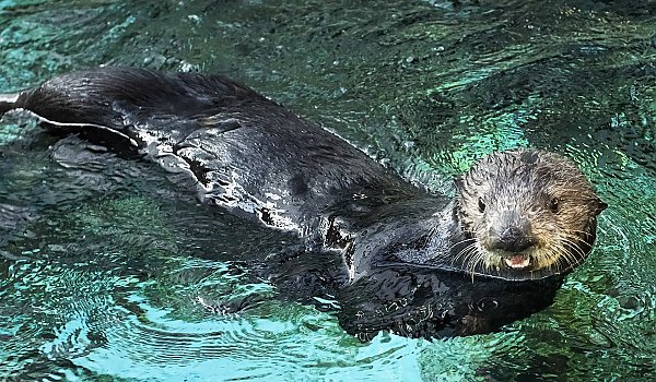 Southern sea otter swimming