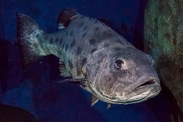 Giant sea bass swimming