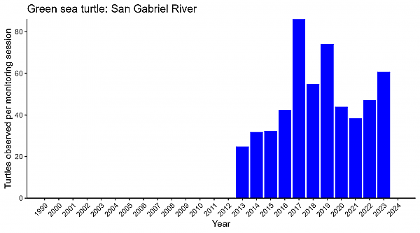 Green sea turtle San Gabriel Abundance