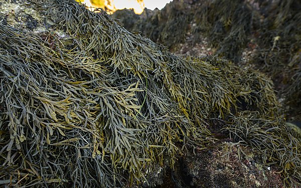 Golden Rockweed