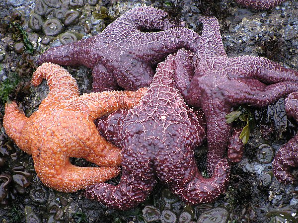 Group of ochre sea stars